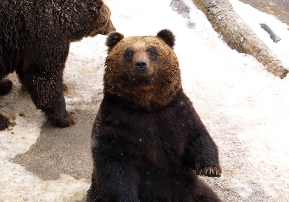 สวนหมีภูเขาไฟโชวะชินซัน